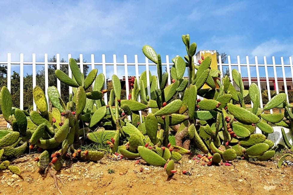 Chain Link Fence in Tucson, AZ Biff Baker Fence Company Inc